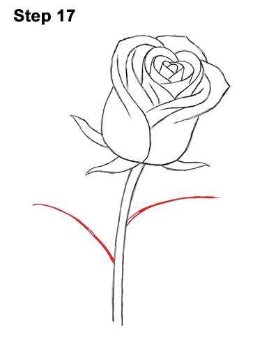 How to Draw Red Rose 17