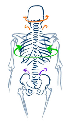 spinal motion