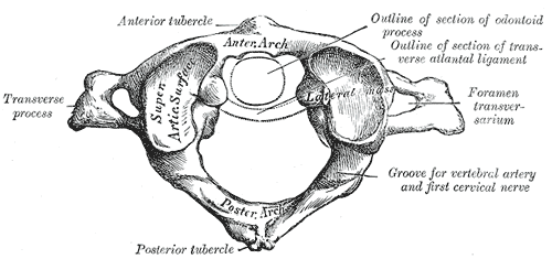 Atlas - First vertebra of the spine