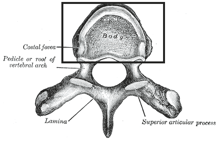 top view of vertebra