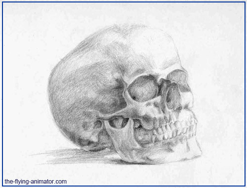 Drawing of a skull. Anatomy for animators