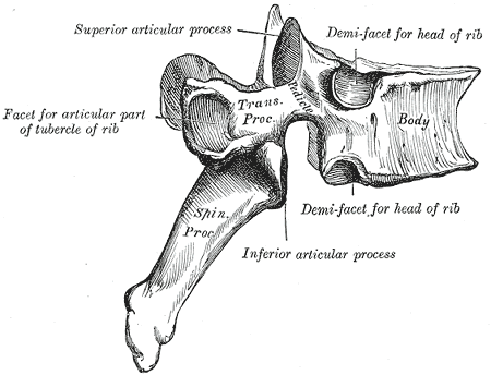 Anatomy for Animators - vertebra